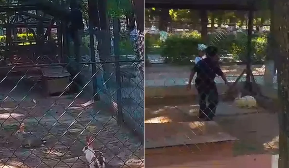 Мальчик гонял кроликов в зоопарке Шымкента: видео возмутило пользователей