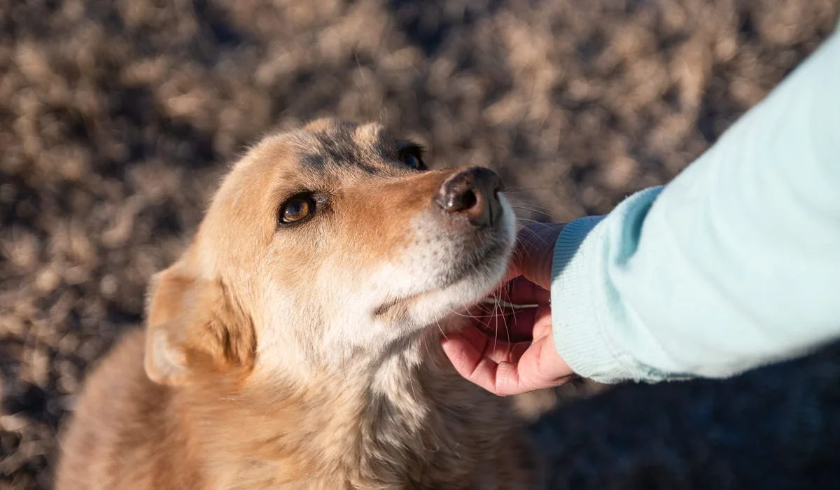 «Хватит манипуляций»: депутат от «AMANAT» высказался о ситуации вокруг закона о животных