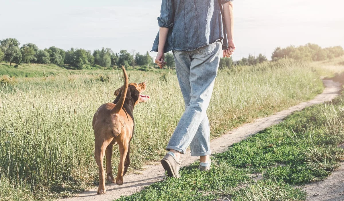 «Вместо диалога – давление»: депутат высказался о скандале вокруг закона о животных