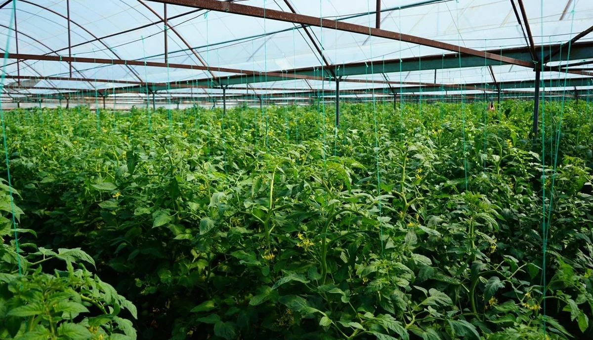 «Ауыл аманаты» открыл новые возможности для сельских предпринимателей: успешный проект в Казыгурте