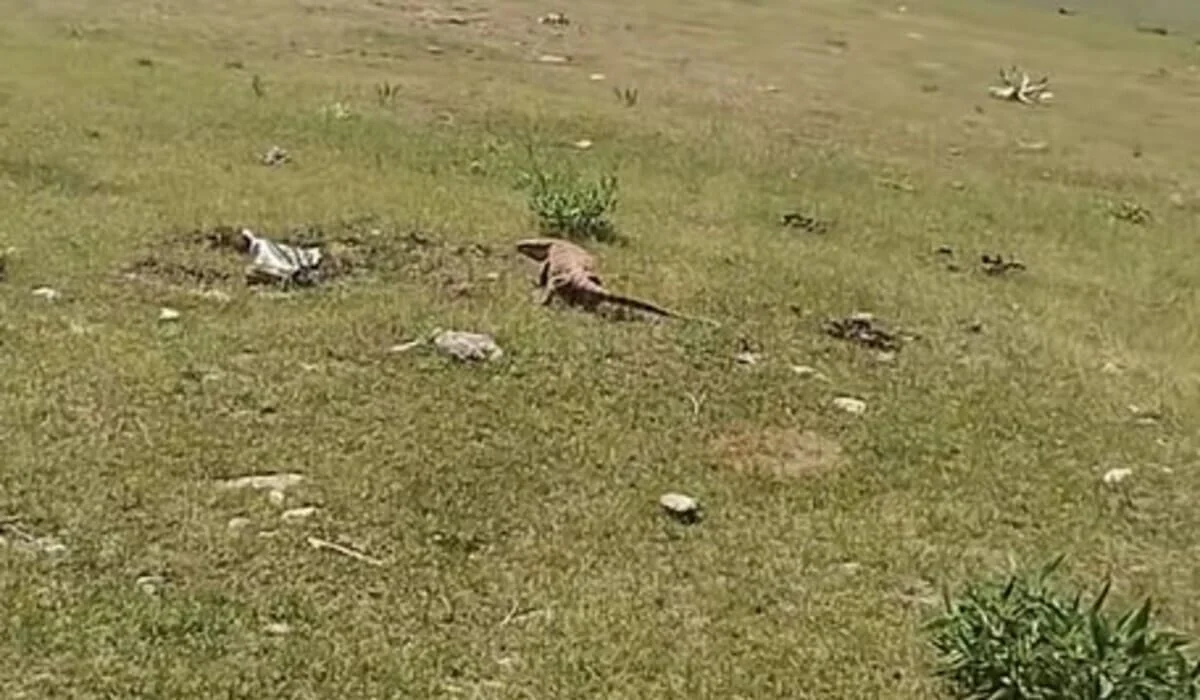 В Туркестанской области заметили загадочное существо, похожее на варана (ВИДЕО)