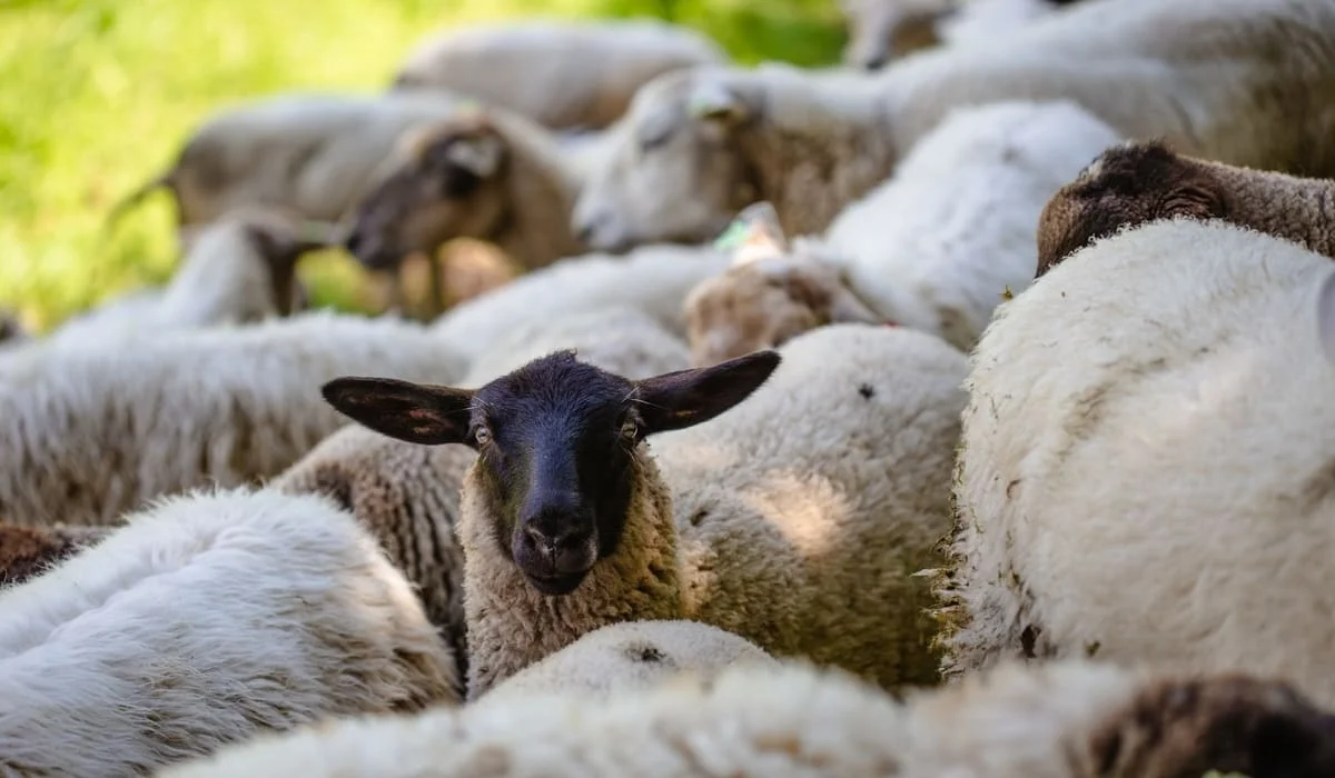 Обещала бизнес на скоте и обманула на 100 млн тенге: суд вынес приговор в области Жетысу