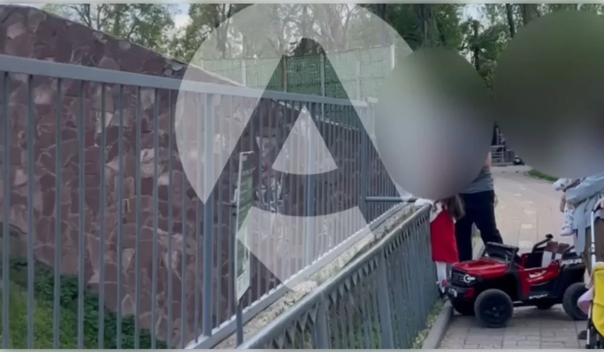 Мужчина бросал камни в вольер со львами в зоопарке Алматы (ВИДЕО)