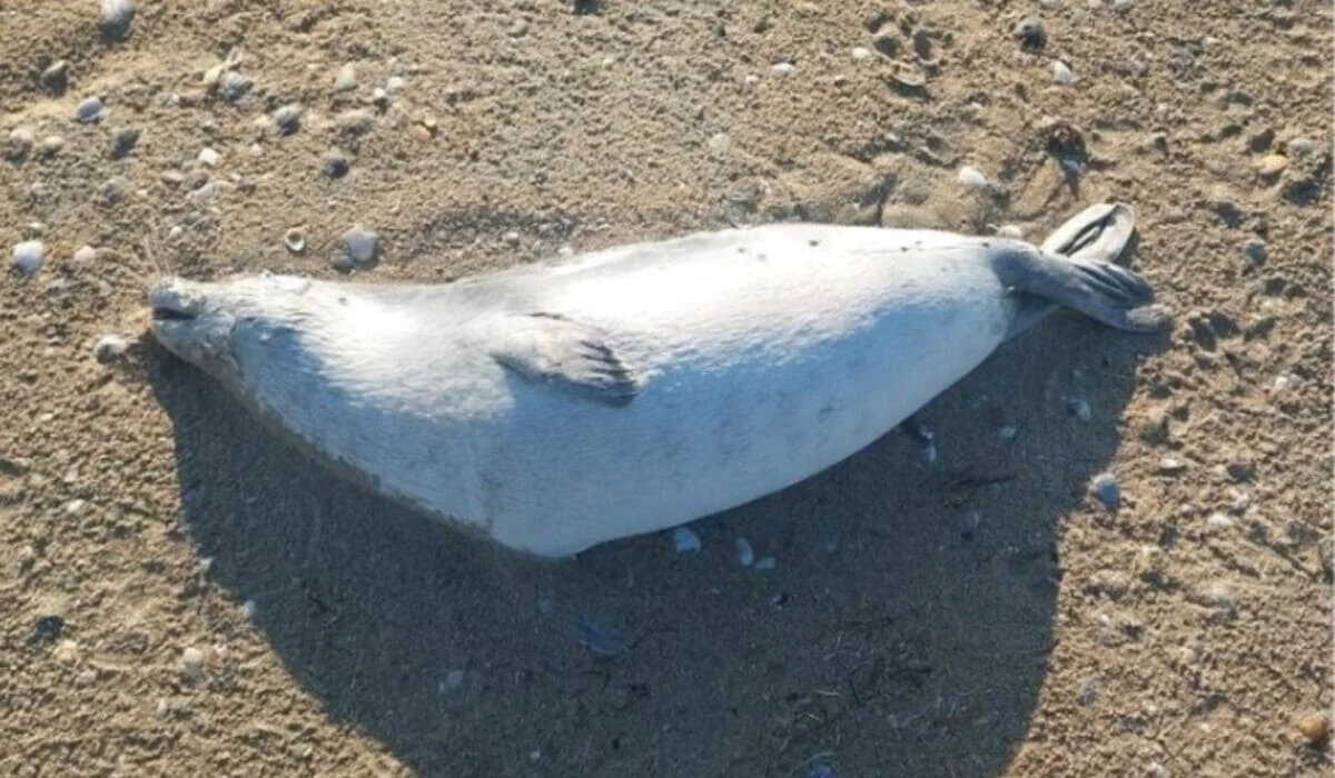 191 мертвого тюленя нашли на побережье Каспийского моря в Казахстане
