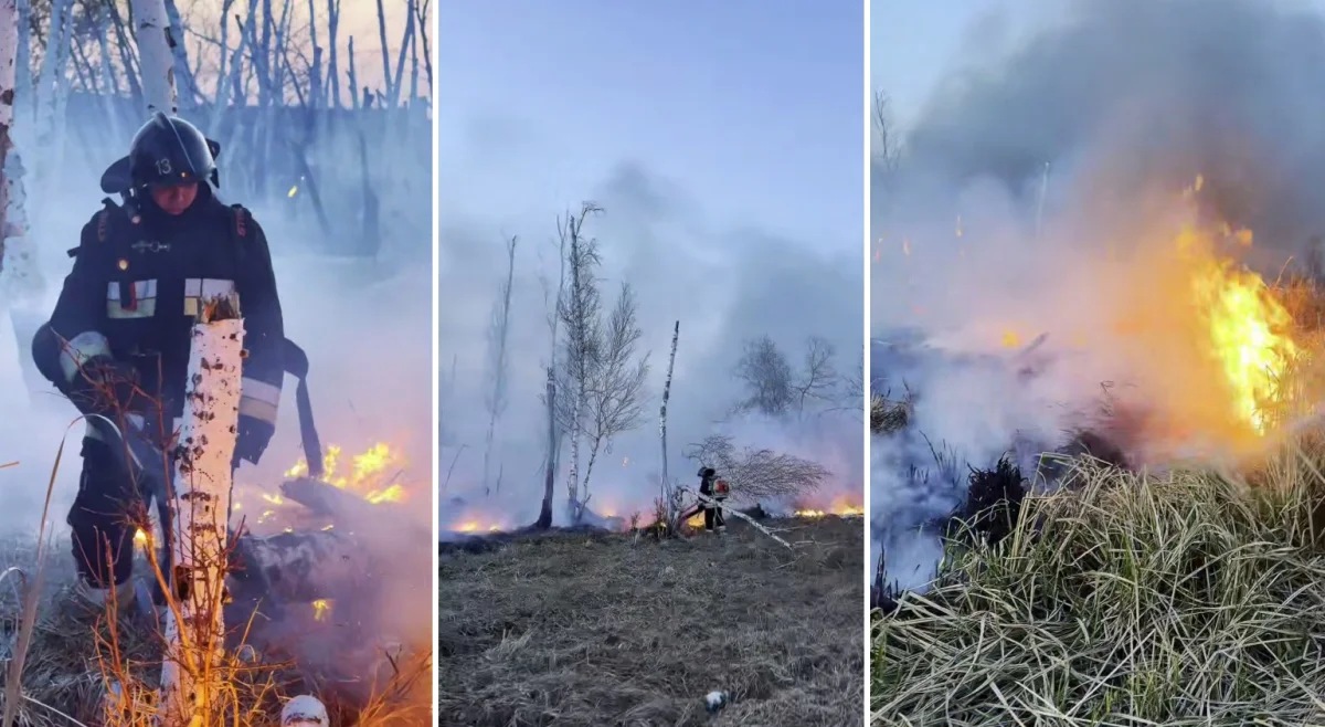 Спасатели МЧС отстояли лес от огня в Северо-Казахстанской области