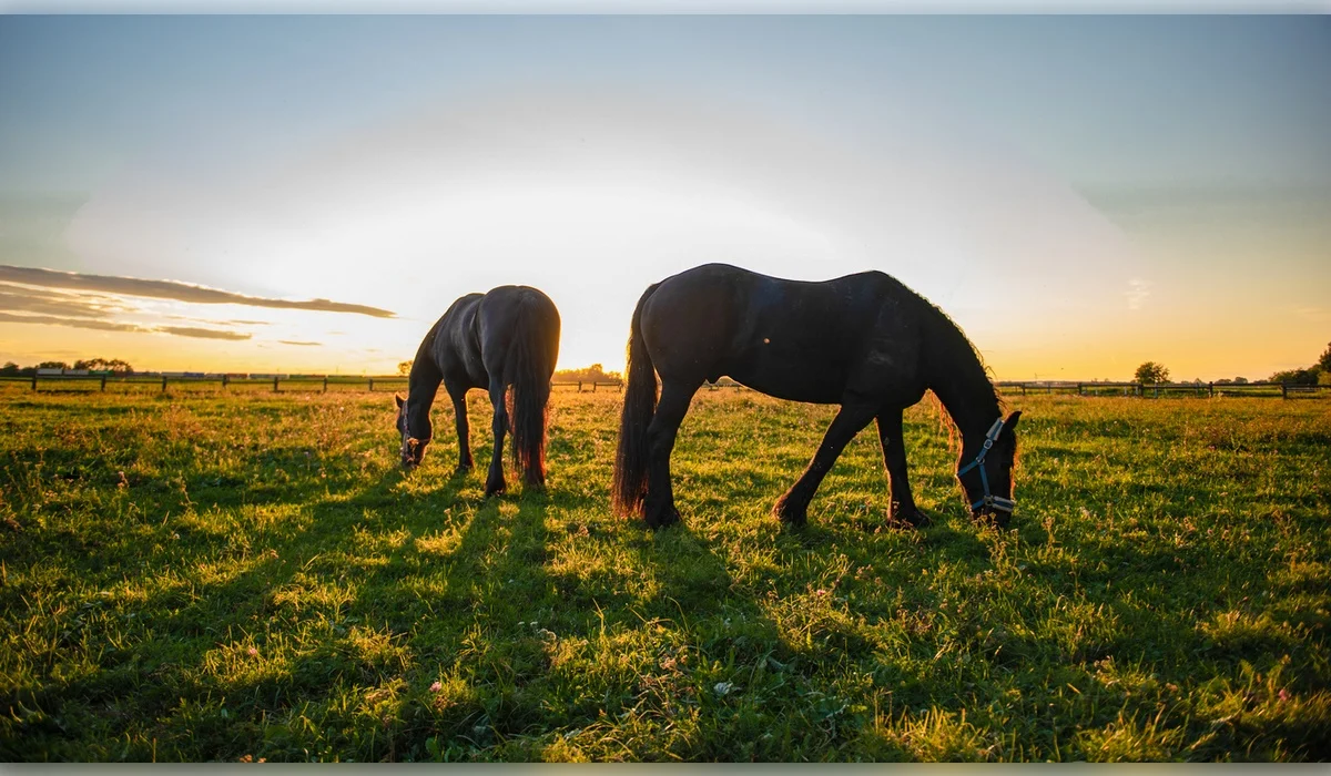 Жители села в Мангистау бьют тревогу из-за гибели скота
