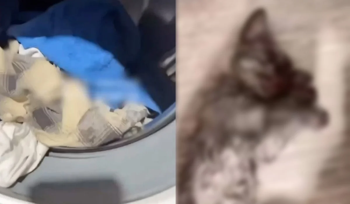 Гибель котенка в стиральной машине: хозяйку питомца привлекли к ответственности в Семее