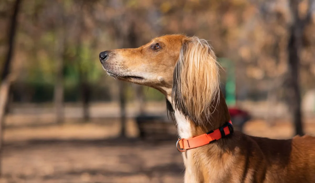 Новый праздник появился в Казахстане
