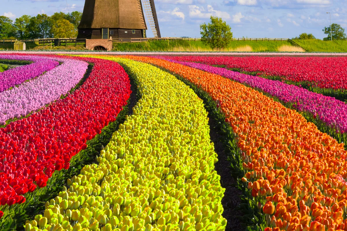 Нидерланды передадут 40 тысяч луковиц тюльпанов Жамбылской области