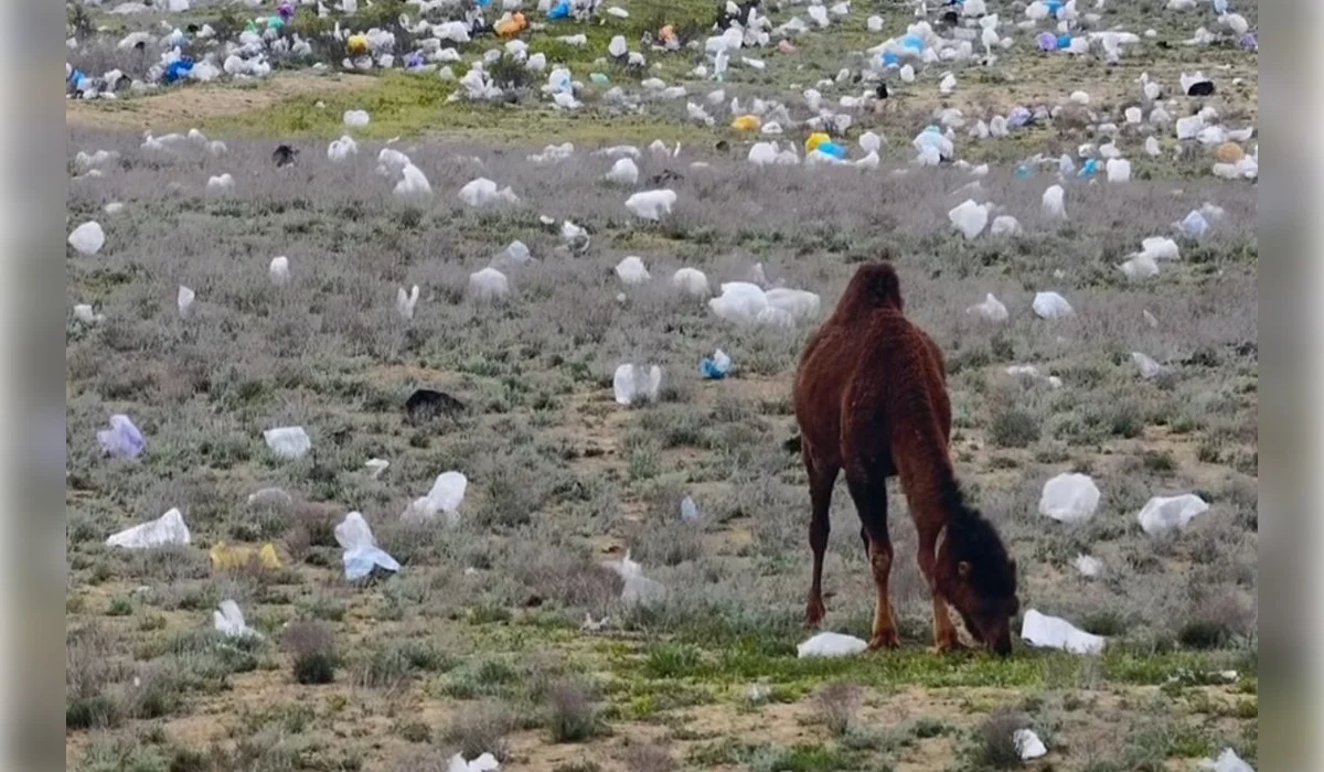 «Это ИИ?»: видео засоренной пластиком и мусором степи шокировало казахстанцев