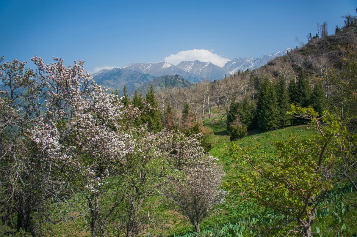 Дожди с грозами: прогноз погоды в Казахстане на 22 апреля
