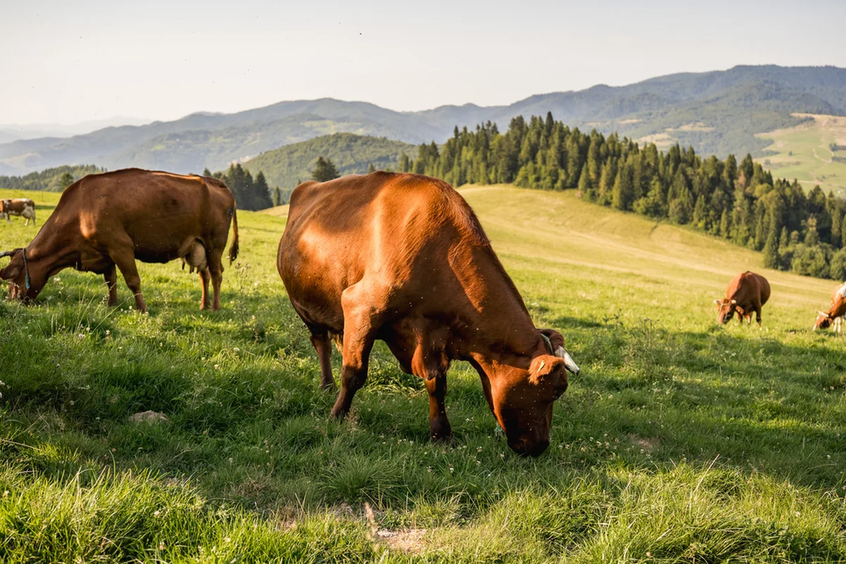 Пастух, которому доверили племенное стадо, распродал скот на 46 млн тенге в области Жетысу
