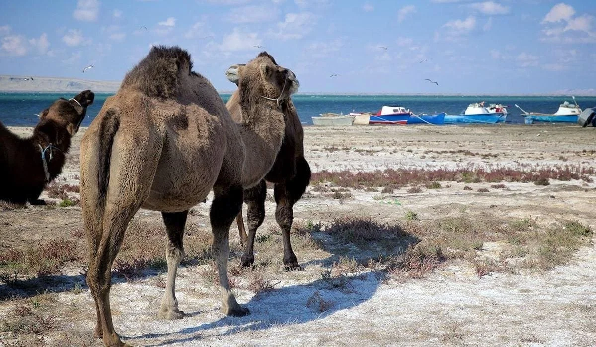 Президент: Аральское море напоминает о последствиях нерациональной политики