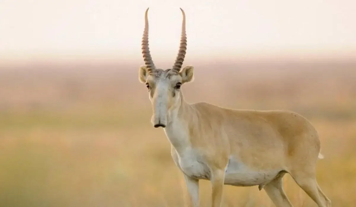 Казахстан восстановил популяцию сайгаков и удвоил число снежных барсов – Токаев