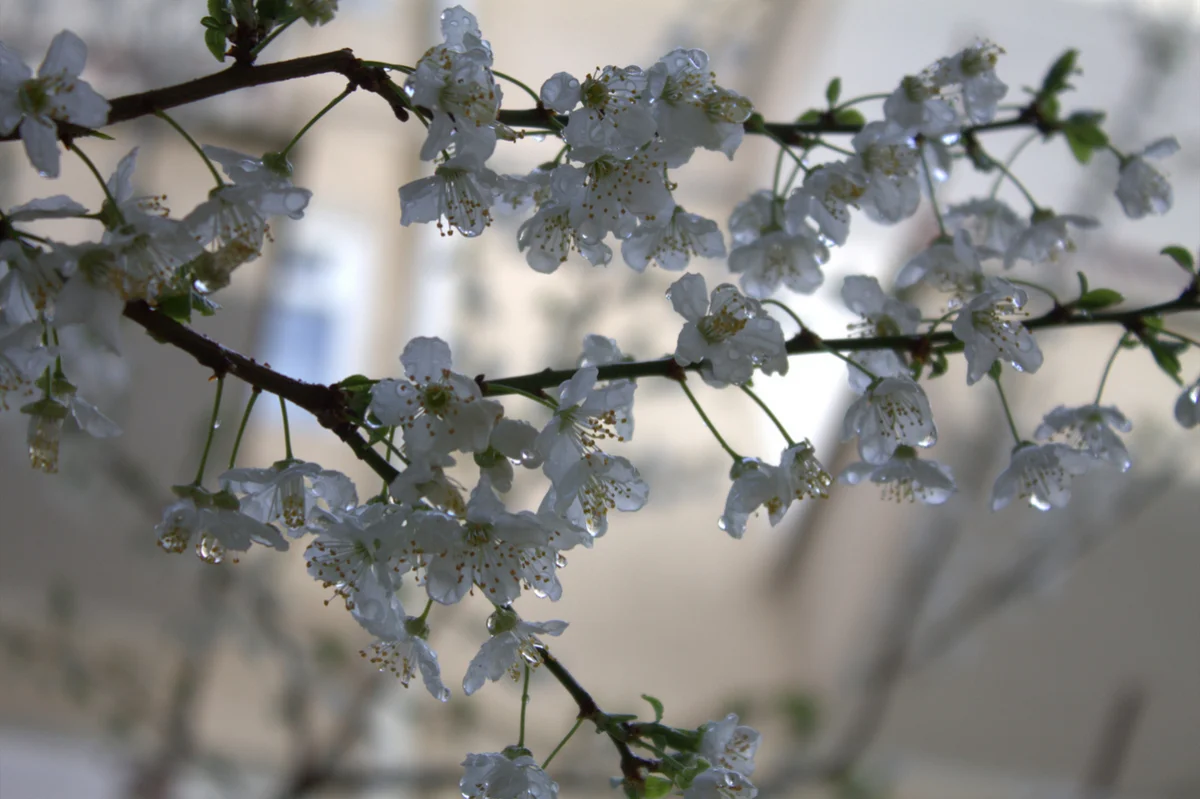 Дожди накроют Казахстан: прогноз погоды на 23 апреля