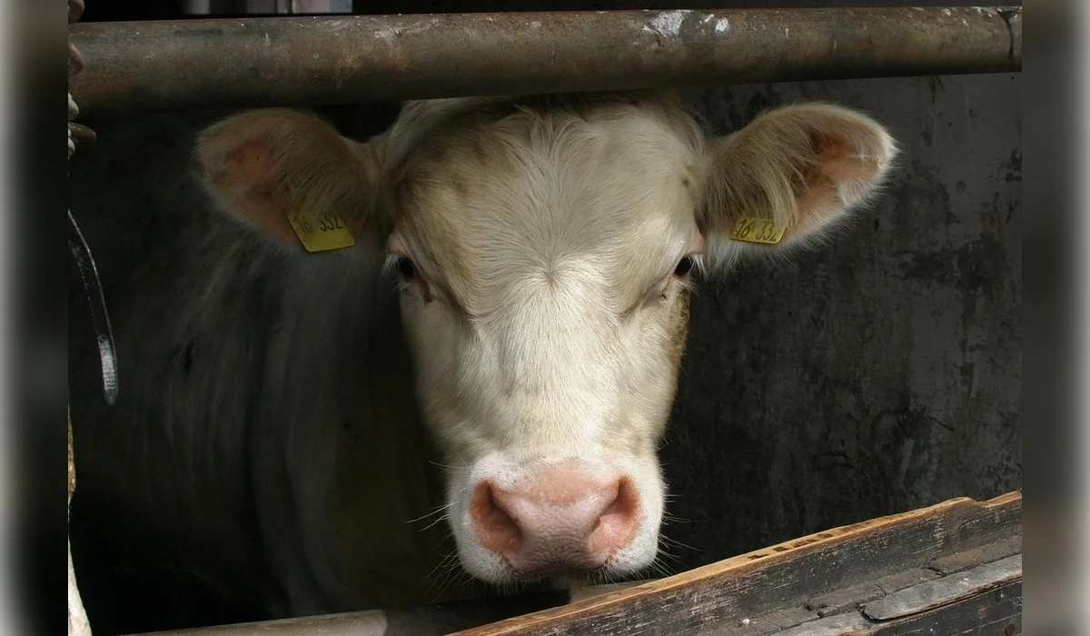 Кредиты на скот ушли «в никуда»: фермер потратил на себя 211 млн тенге