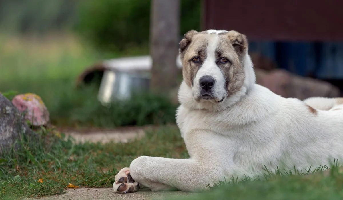 Алабай покусал доставщика в Павлодаре: хозяин собаки заявил о невиновности