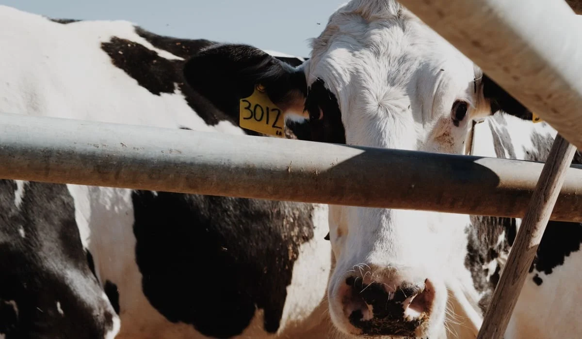 Ливни за два дня погубили 553 головы скота в Мангистау