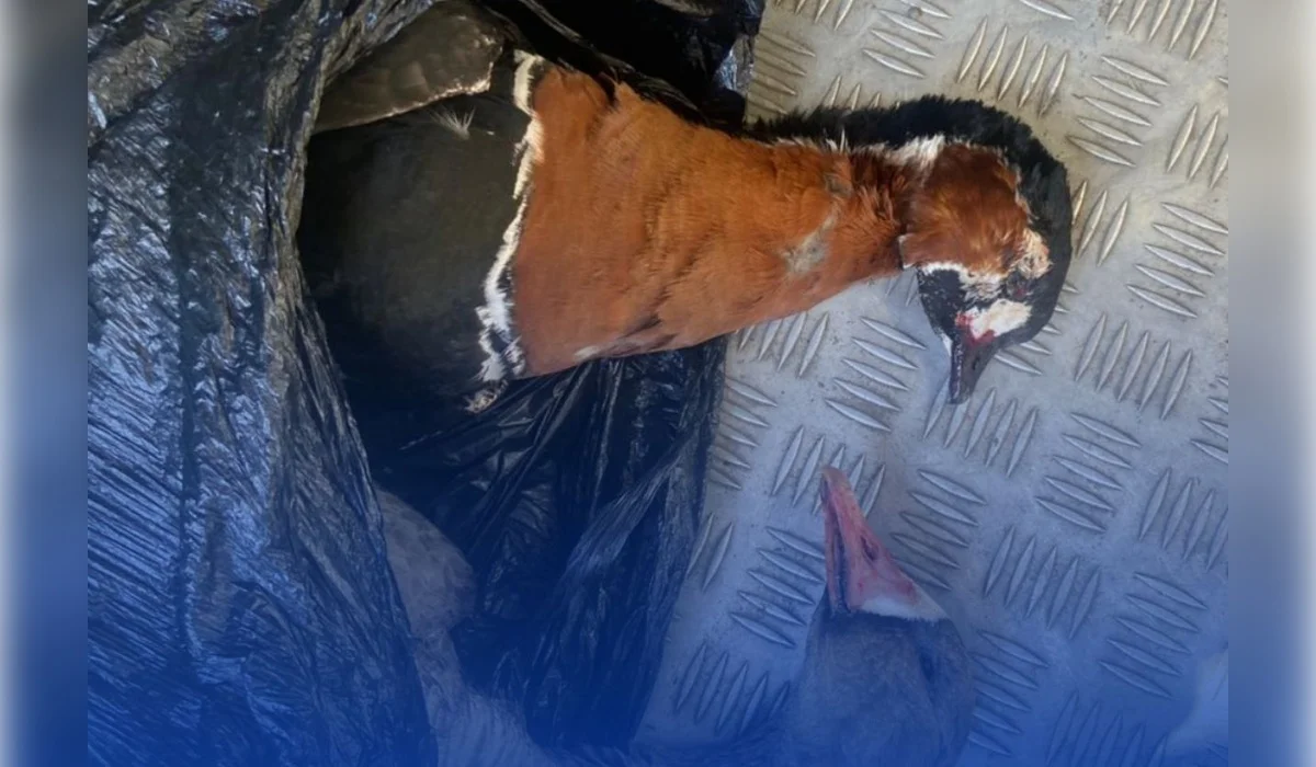 Жителя Костаная задержали с тушами редких птиц в багажнике