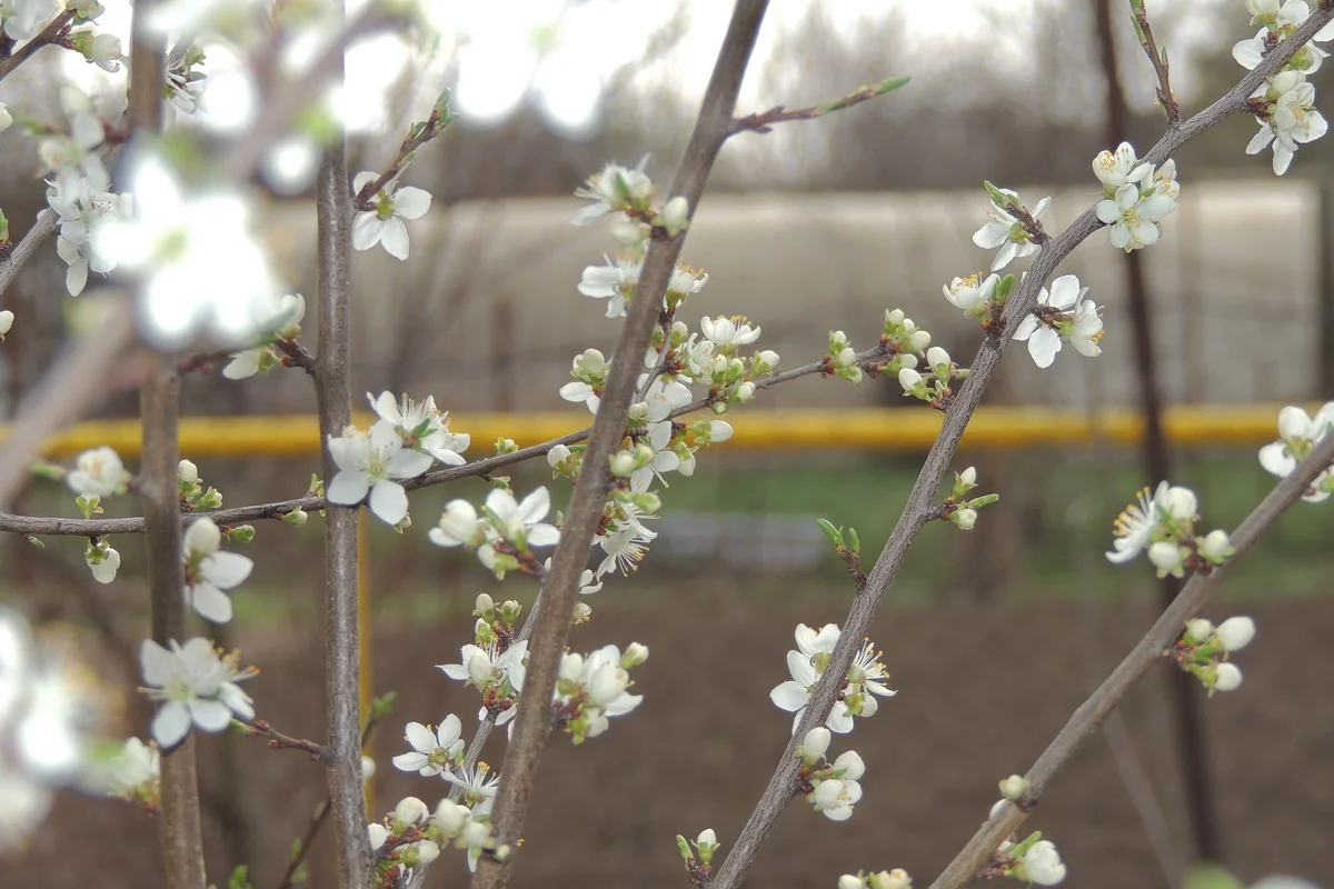 Штормовое предупреждение объявили почти по всему Казахстану на 25 апреля