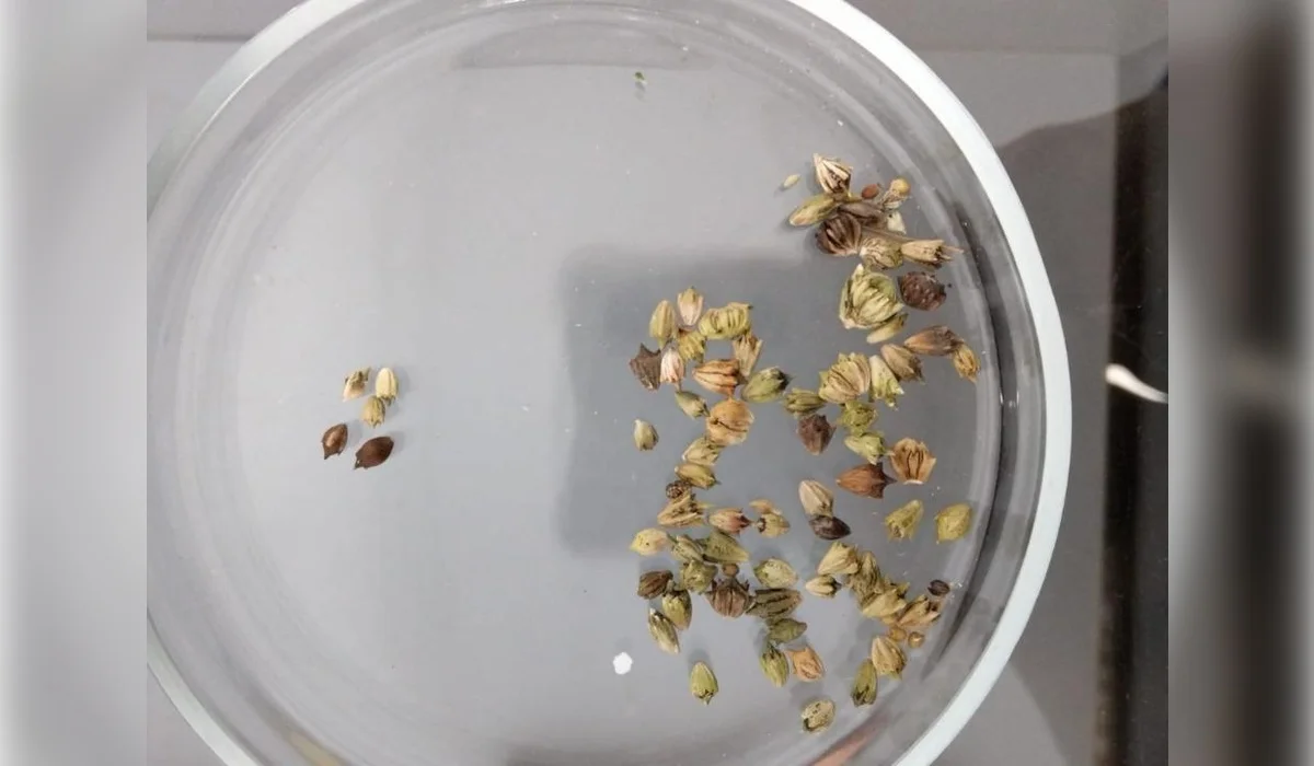 Ячмень с опасным сорняком пытались ввезти в Казахстан из России