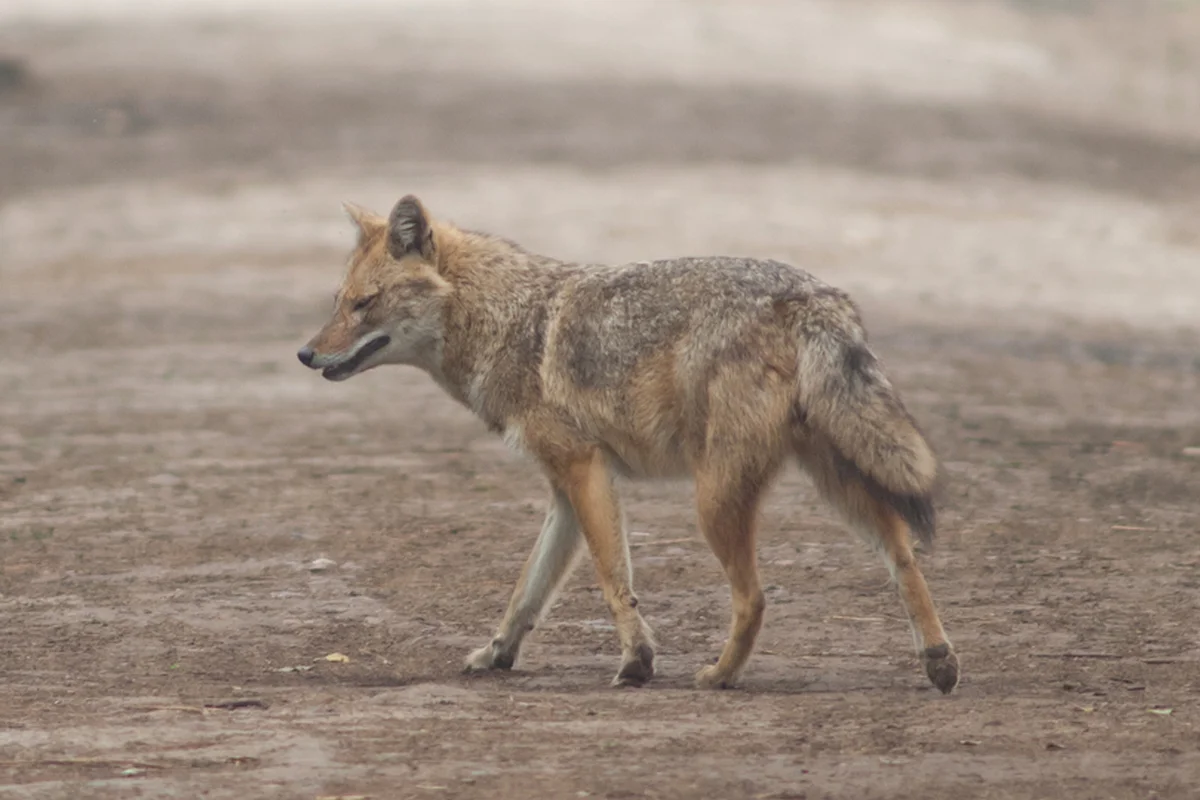 Шакал покусал двоих детей и мужчину в Туркестанской области