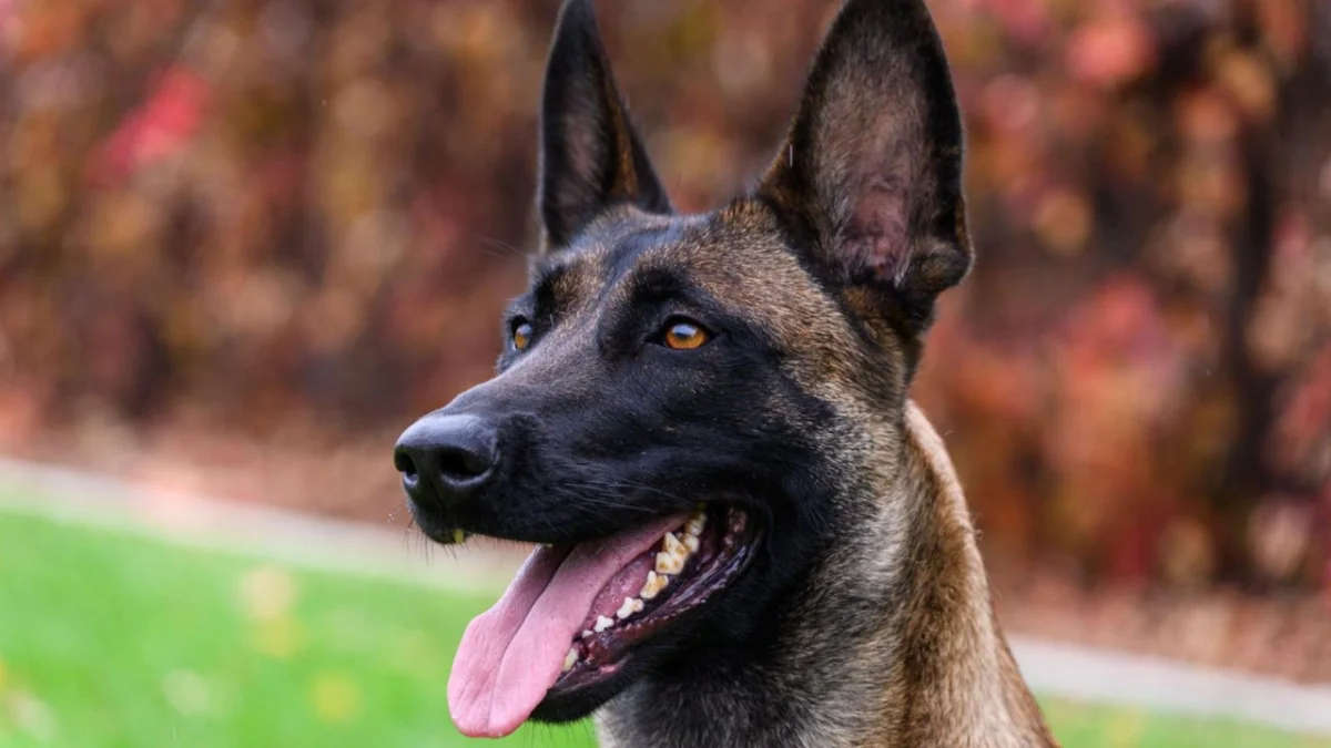 С учетом местной специфики: сроки и порядок отлова и усыпления бродячих собак хотят передать в ведение маслихатов