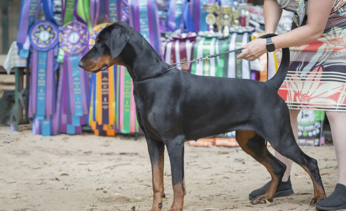 Международная выставка собак всех пород пройдет в Астане