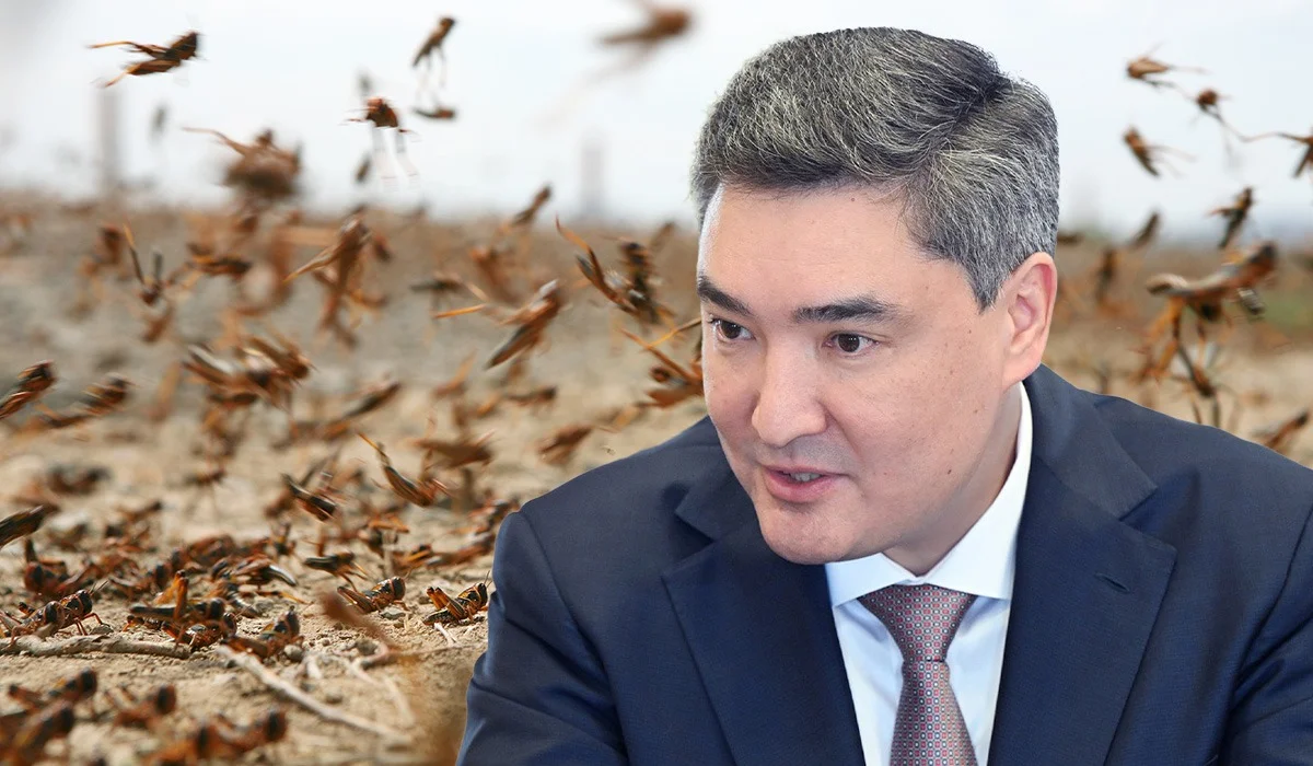 Подготовка к сезону саранчи: Бектенов поручил усилить защиту посевов