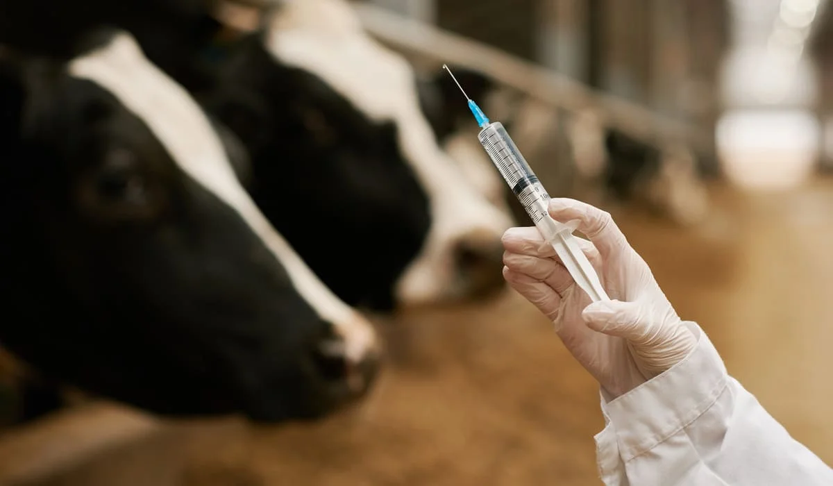 Фиктивную вакцинацию больше 1,9 тысячи голов скота выявили в Костанайской области