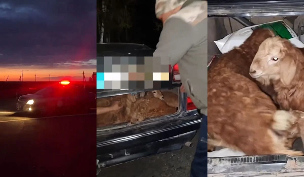 Мужчина украл у соседа четырех баранов и спрятал их в багажнике в ВКО (ВИДЕО)