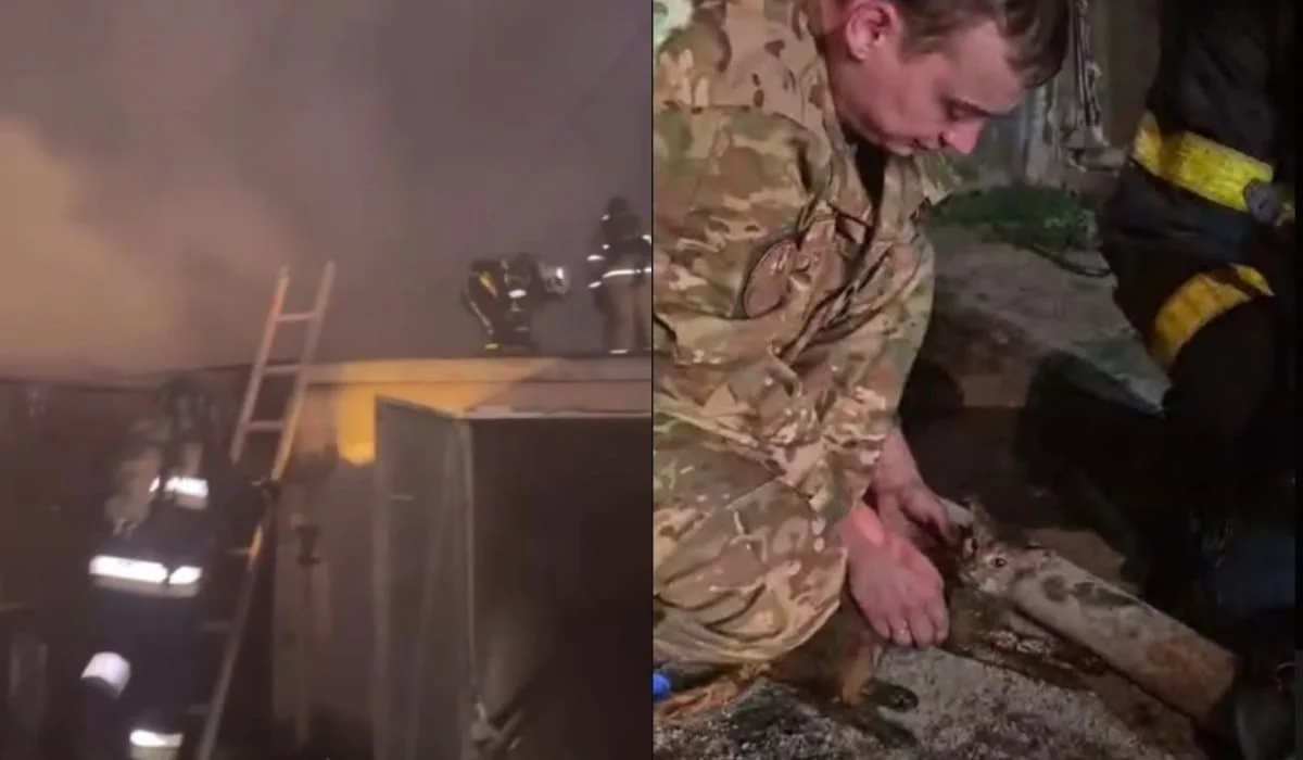 20 кошек и собаку спасли из горящего дома в Караганде (ВИДЕО)