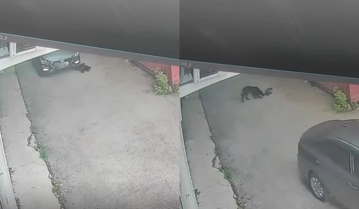 Водитель Hyundai насмерть переехал двух щенков во дворе жилого дома в Караганде