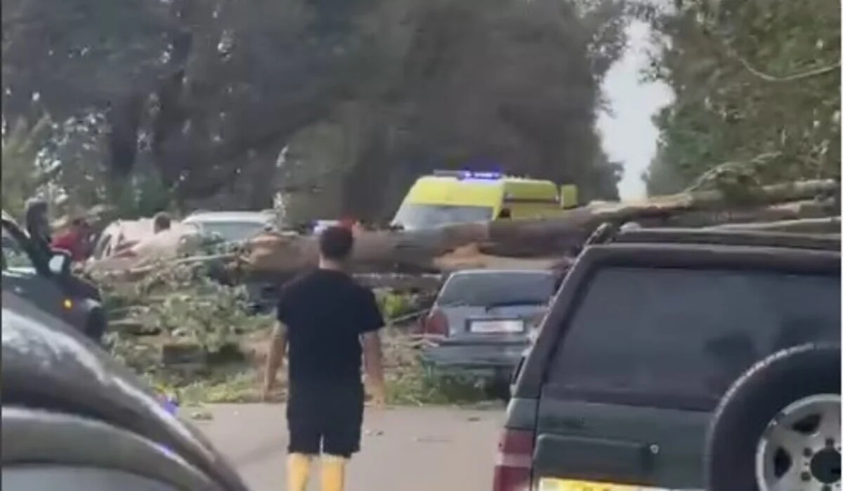 Дерево рухнуло на два автомобиля в Алматинской области: пострадавших доставили в больницу (ВИДЕО)
