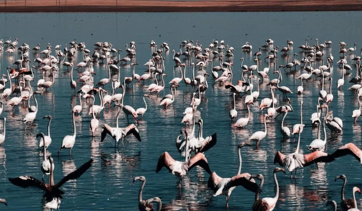 40 млн кубометров воды сбросили в Коргалжынский заповедник для спасения фламинго