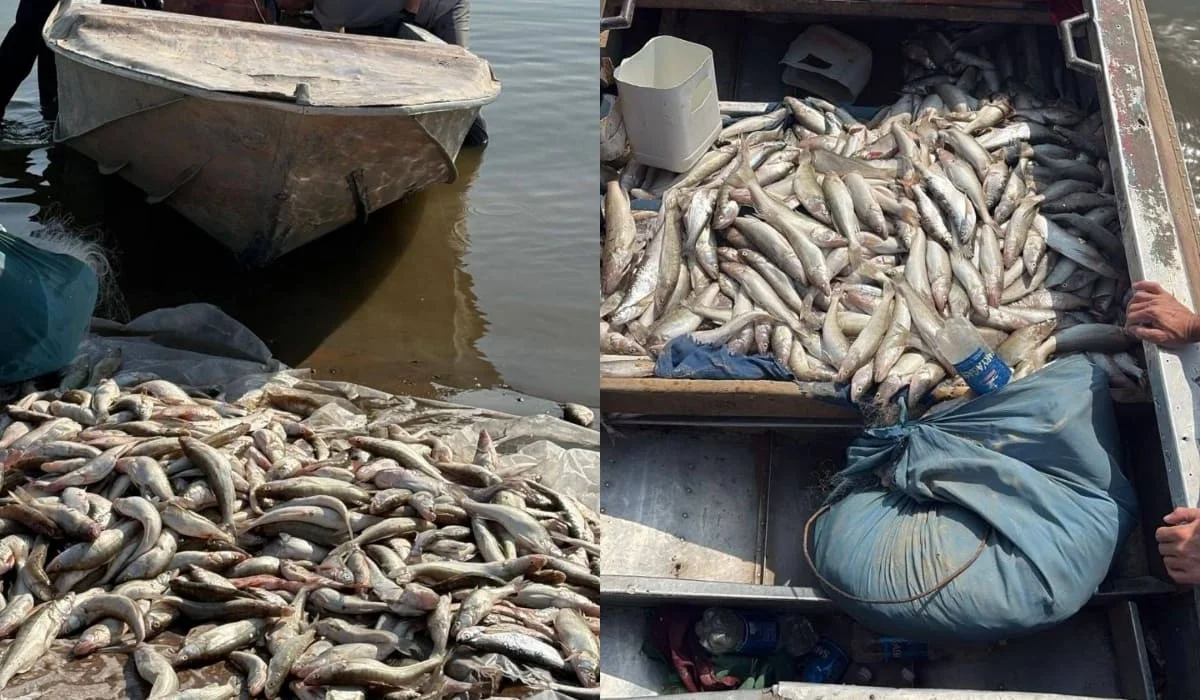 264 кг рыбы изъяли у двух мужчин на Шардаринском водохранилище: кадры