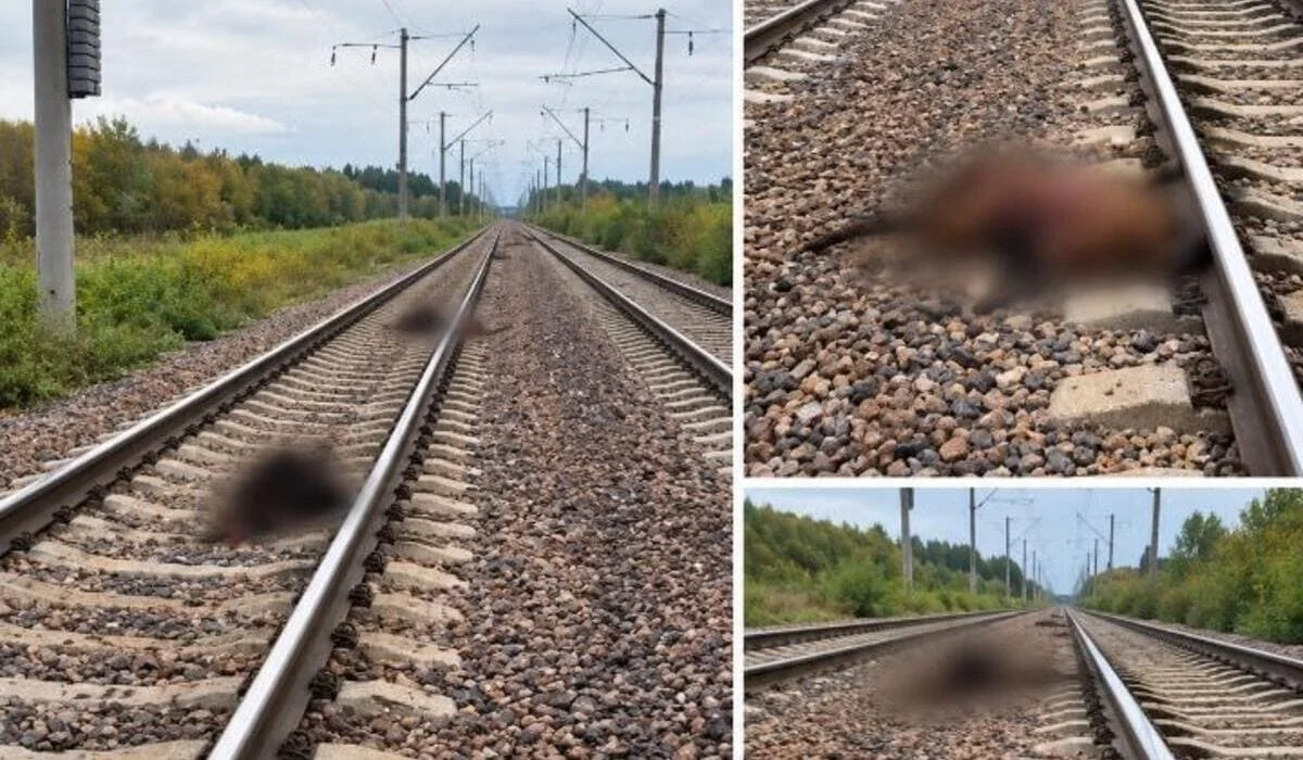 Стадо вышло на пути перед поездом в Акмолинской области