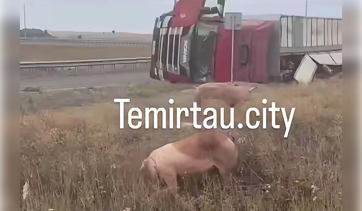 Грузовик со свиньями опрокинулся на трассе под Темиртау (ВИДЕО)