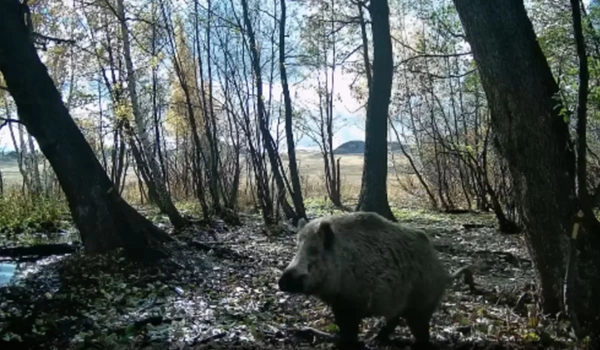 Кабан устроил волкам погоню в нацпарке «Буйратау» (ВИДЕО)