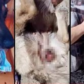«Услышали громкий визг»: мужчина изнасиловал собаку в Таразе