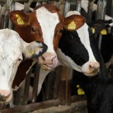 Казахстан запретил вывоз крупного и мелкого рогатого скота, картофеля и моркови