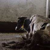 Опасная болезнь поражает домашний скот в Карагандинской области
