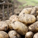 Расширением посевов картофеля усилят продовольственную безопасность в Казахстане