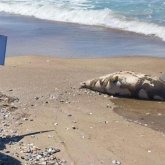 Еще десятки мертвых тюленей нашли на побережье Каспийского моря в Мангистау