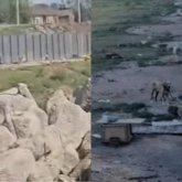 «Ни будки, ни навеса»: стаю привязанных к забору алабаев сняли на видео в Астане