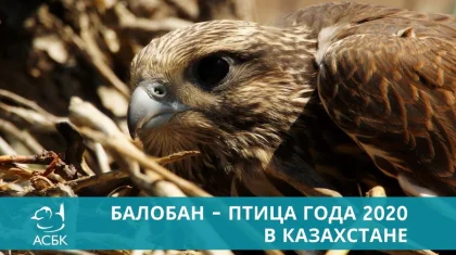 Сокол балобан выбран птицей года