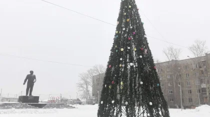 Семейчане возмутились «голыми» елками на городских площадях