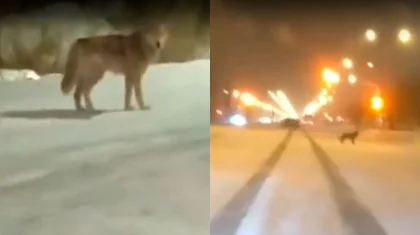 Видео с волками на дорогах напугали жителей Нур-Султана