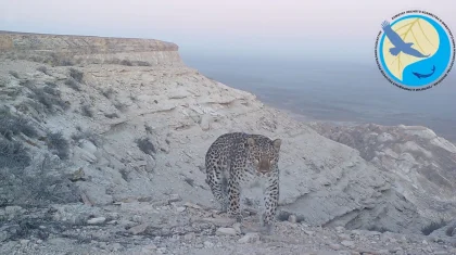 Леопарда засняла фотоловушка в Мангистау