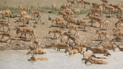 Запрет на отстрел сайгаков продлили в Казахстане